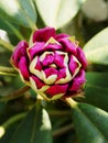 Bud detail. Purple Rhododendron flower bud,