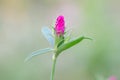 Bud Dianthus chinensis Royalty Free Stock Photo