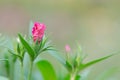 Bud Dianthus chinensis Royalty Free Stock Photo