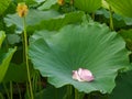 A lotus bud and wilting petal in pond