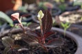 Bud flower of Jewel orchid Ludisia discolor or Anoectochilus burmannicus growing in pot in the garden. Royalty Free Stock Photo