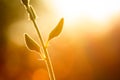 Bud flower in lighting