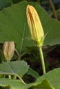 Bud of flower marrow squash Royalty Free Stock Photo