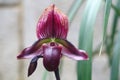 The bud and flower of Paphiopedilum purpuratum