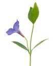 Bud flower periwinkle Royalty Free Stock Photo
