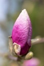 Bud of flower of pink Magnolia blooming in spring in the garden, close up Royalty Free Stock Photo