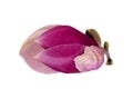 Bud of flower of pink Magnolia isolated on white background, close up Royalty Free Stock Photo