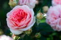 The bud and flower of pink rose of the Chip and Dale variety on the background of greenery in the garden on a bush Royalty Free Stock Photo