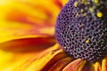 bud of the flower with pollen with pistils and stamens is purple, yellow, red petals. Royalty Free Stock Photo