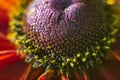 bud of the flower with pollen with pistils and stamens is purple, yellow, red petals. Royalty Free Stock Photo