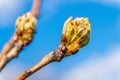 Bud before flowering in early spring on a pear branch against the blue sky Royalty Free Stock Photo