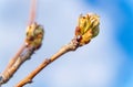 Bud before flowering in early spring on a pear branch against the blue sky Royalty Free Stock Photo