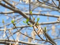 the bud of Fraxinus chinensis Roxb