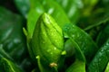 Bud of gardenia flower