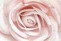 A bud of a gentle light pink rose close-up in soft pastel colors. Romantic floral background, delicate and delightful flower head Royalty Free Stock Photo