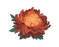 Bud with gentle petals of japanese orange chrysanthemum vector illustration in realistic style. Colorful beautiful