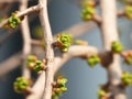 the bud of Ginkgo biloba