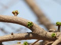 the bud of Ginkgo biloba