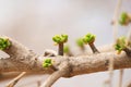 the bud of Ginkgo biloba