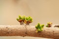 the bud of Ginkgo biloba