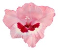 Bud of gladiolus dark red pink and white