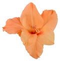 Bud of gladiolus orange 2 Royalty Free Stock Photo