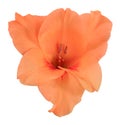 Bud of gladiolus orange 1 Royalty Free Stock Photo