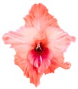 Bud of gladiolus peach color Royalty Free Stock Photo