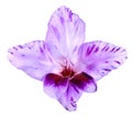 Bud of gladiolus purple and white