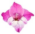 Bud of gladiolus red, pink and white Royalty Free Stock Photo