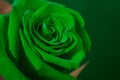 Bud of a green rose Royalty Free Stock Photo