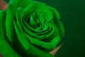 Bud of a green rose