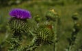 The bud of green thorns blooms with a purple flower.