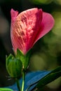 Bud of hibiscus flower blossoming under sunlight at sunrise, macro photography of nature Royalty Free Stock Photo