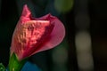 Bud of hibiscus flower blossoming under sunlight at sunrise, macro photography of nature Royalty Free Stock Photo