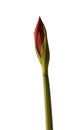 Bud Hippeastrum (amaryllis) \