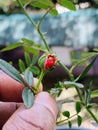 The bud of homy red rose