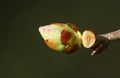 The bud of a Horse Chestnut tree Aesculus hippocastanum opening up in the spring sunshine. Royalty Free Stock Photo