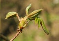 The bud of a Horse Chestnut tree, Aesculus hippocastanum, opening up in the spring sunshine. Royalty Free Stock Photo