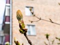 Bud of horse-chestnut tree and apartment house Royalty Free Stock Photo