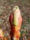 Bud of a Horse Chestnut tree Royalty Free Stock Photo