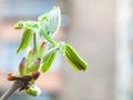 Bud of horse chestnut tree close up in spring Royalty Free Stock Photo