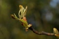 bud of a horse chestnut tree unfolds