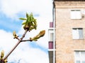 Bud of horse-chestnut tree with urban house Royalty Free Stock Photo
