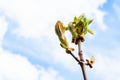 Bud of horse-chestnut tree and white clouds Royalty Free Stock Photo