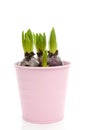 Bud hyacinth flower in pink pot Royalty Free Stock Photo