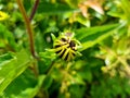 Bud if Rudbeckia fulgida flower. Petals and blossom of coneflower.