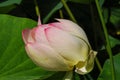 Bud of Indian lotus, nelumbo nucifera nelumbonaceae