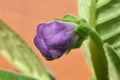 Bud of indoor flower Gloxinia or Sinningia Royalty Free Stock Photo