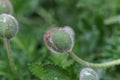 Bud of an Iranian poppy, Papaver bracteatum